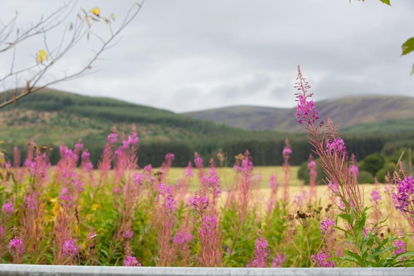 Mike'S 3-Bedroom Countryside Cottage Alness Extérieur photo